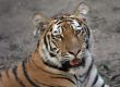 beautiful tiger