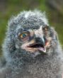 cute baby owl