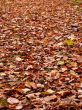 autumn in the park