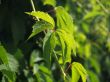 Grape leaf on the sun