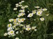 Flowering of camomiles