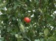 Last ripened apple in autumn to a garden