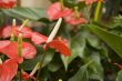 anthurium