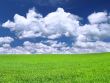 bright meadow