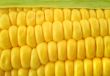 corn cob background