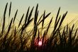 high summer grass