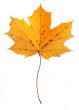 maple leaf