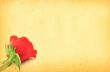paper with rose motive