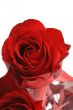 red rose