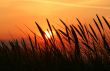 summer grass