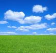 summer meadow