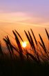 summer rushes
