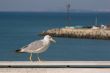 Seagull walking by the sea