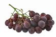 bunch of grapes