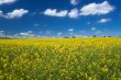canola field with cumulus clouds #2