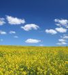 canola field with cumulus clouds