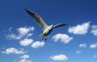 flying seagull