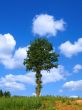 lonely tree