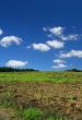 ploughed  pasture