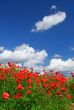red poppies