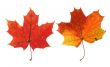 two vivid maple leaves