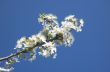 Blossom
