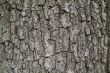 tree bark