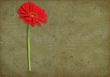 gerbera against rough background