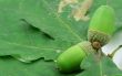 close-up of two acorns