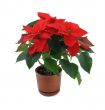 poinsettia flower isolated on white