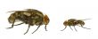 fly in two variants