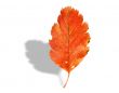 fall leaf with shadow on white