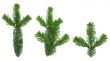 design elements - isolated spruce twigs XXL image