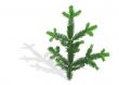 spruce twig with shadow