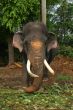 Impressive bull elephant