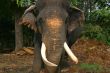Impressive bull elephant