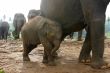 Baby elephant