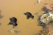 Elephants bathing