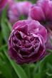Layered tulip