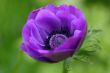 Anemone blanda