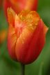 Orange tulip