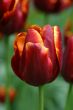 Tulip in closeup
