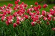 Field of tulips