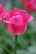 Closeup of pink tulip