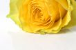 Rose with reflection