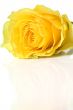 Beautiful yellow rose