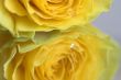 Yellow rose