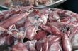 Fresh squid