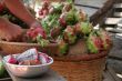 Dragonfruit stall in vietnam
