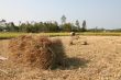 Working in the ricefields